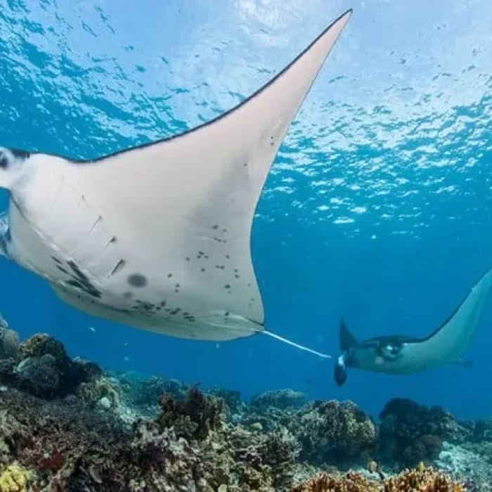 manta-point-3689367039